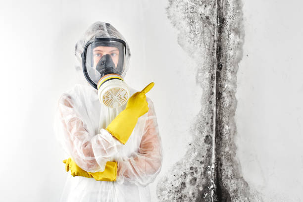 Best Attic Mold Removal  in Eureka, MO