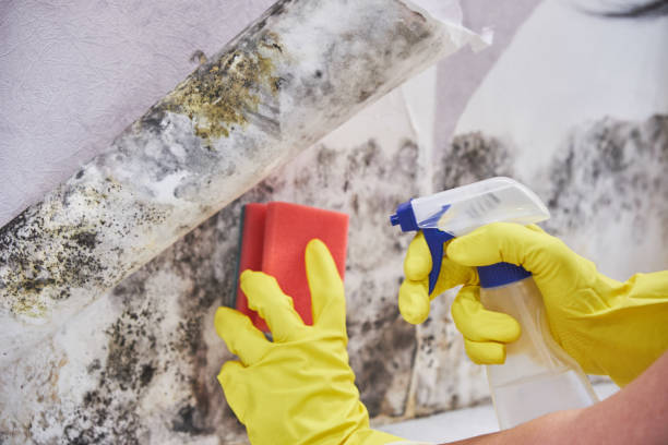 Best Mold Prevention Services  in Eureka, MO